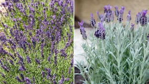 Lawenda zaszczyca swoimi pięknymi kwiatami już w czerwcu i zdobi ogród aż do września.