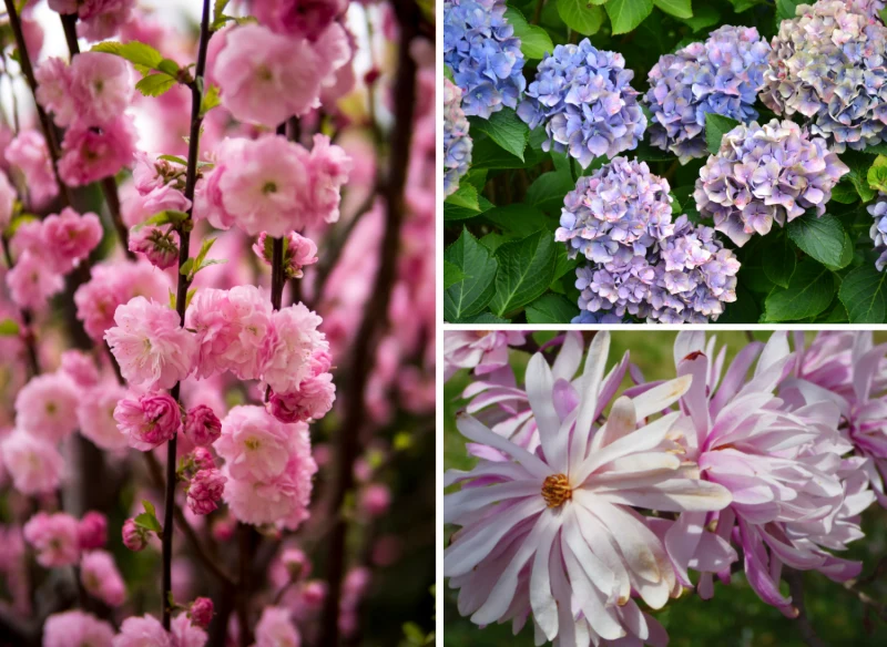 Sprawdź się i spróbuj rozpoznać kwitnące drzewa i krzewy