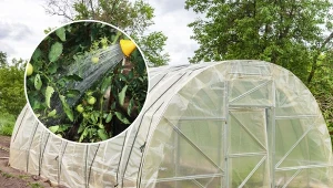 Sprawdź, jak podlewać warzywa w tunelu foliowym.