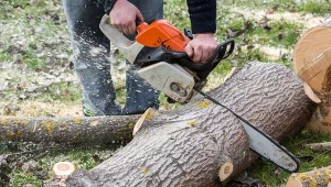 Aby można było wyciąć drzewa, czasem trzeba mieć urzędowe pozwolenie.