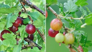 Agrest jest bardzo łatwy w uprawie, jeśli zapewnisz mu wszystko, czego potrzebuje do prawidłowego rozwoju.