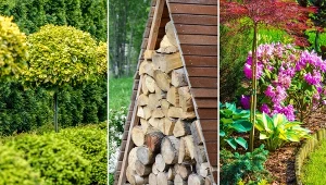 Najlepsze pomysły na ogród ozdobny.