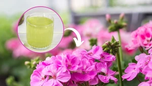 Podlej pelargonie domową odżywką, a będą kwitły jak szalone.