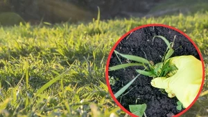 Jak pozbyć się perzu z ogrodu? Naturalne sposoby na usunięcie chwastów