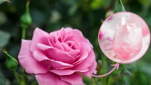 Opadłe płatki róż można wykorzystać w domu na wiele sposobów.