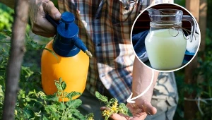 Jak zrobić oprysk na pomidory z mleka i kiedy go najlepiej stosować?