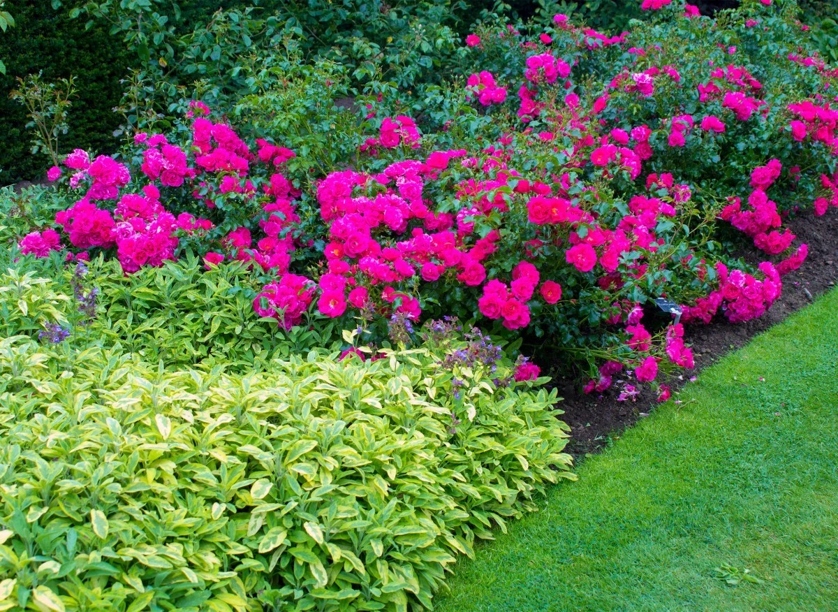Róże okrywowe, to nie tylko ozdoba, ale też ochrona ogrodu