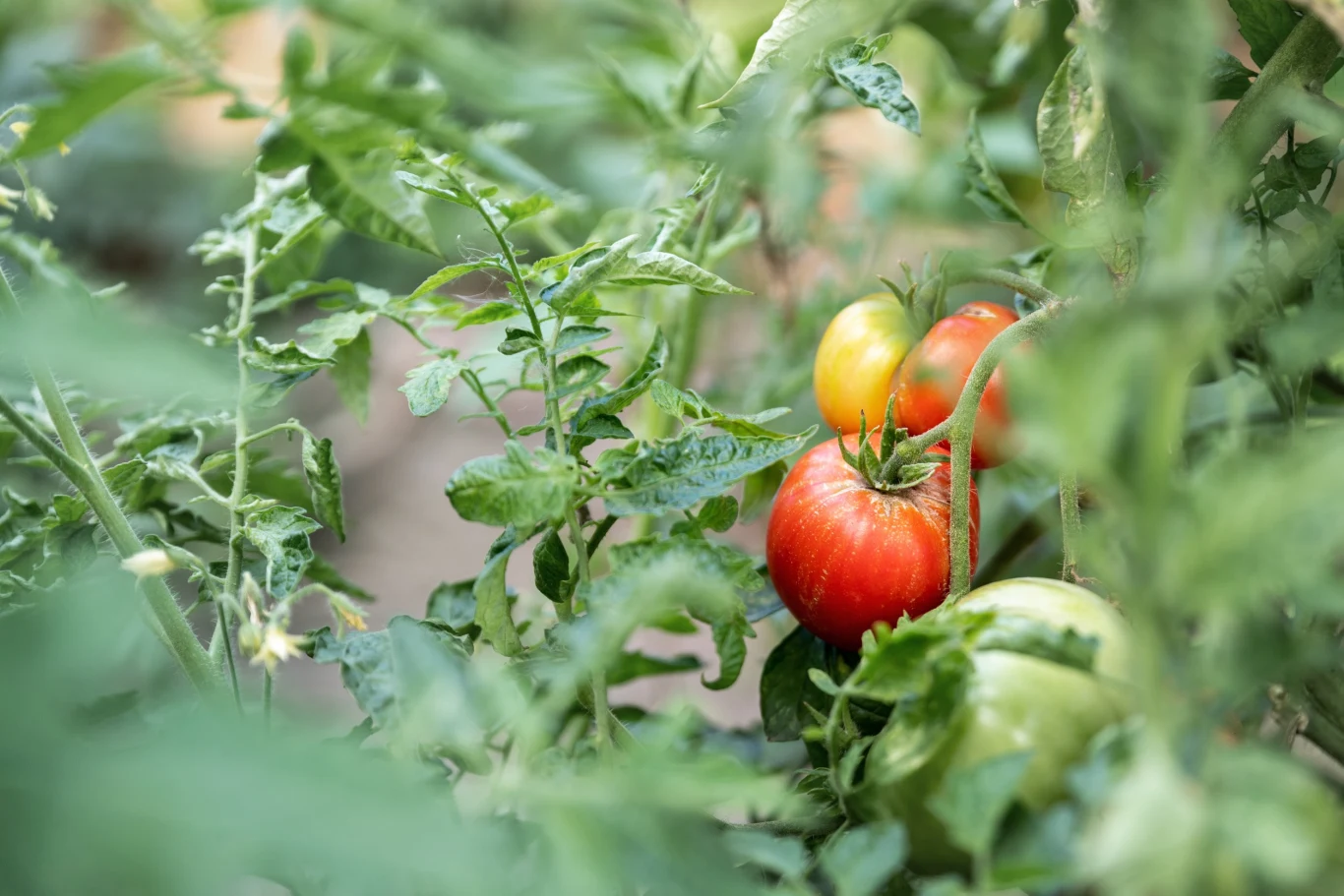 Roztwór mleka i wody warto stosować zarówno jako oprysk, jak i nawóz do podlewania roślin