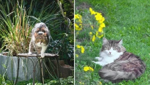 Jak zniechęcić koty do sikania w ogrodzie?