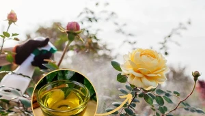 Sprawdź, jak stosować olejek neem do roślin i dlaczego warto.