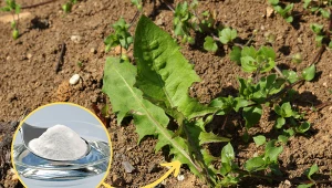 Wyjaśniamy, jak pozbyć się chwastów przy pomocy domowego oprysku.