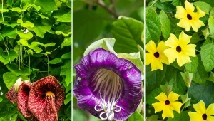 Podpowiadamy, jakie rośliny posadzić przy plocie.