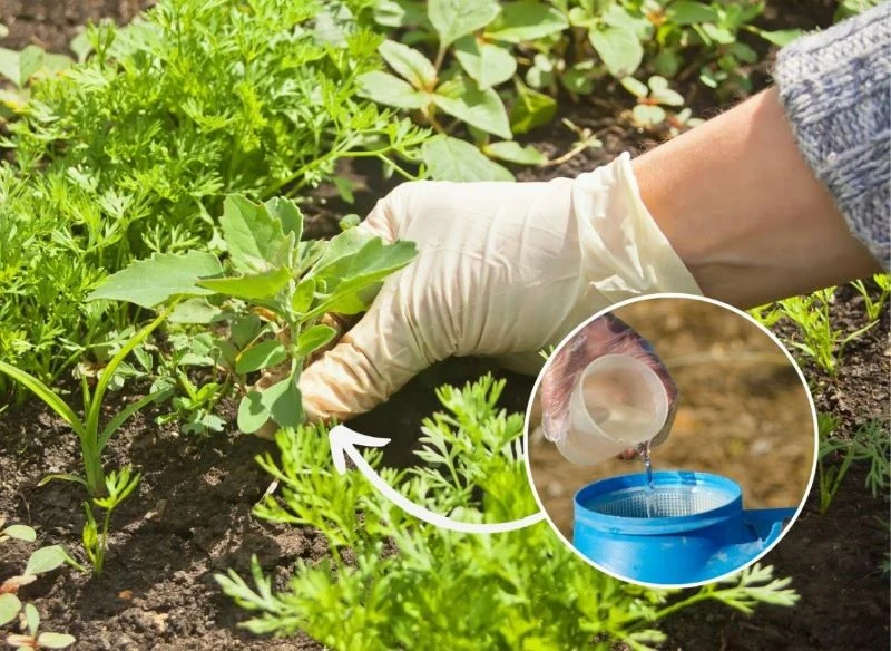 Chwasty mogą pojawić się wszędzie, m