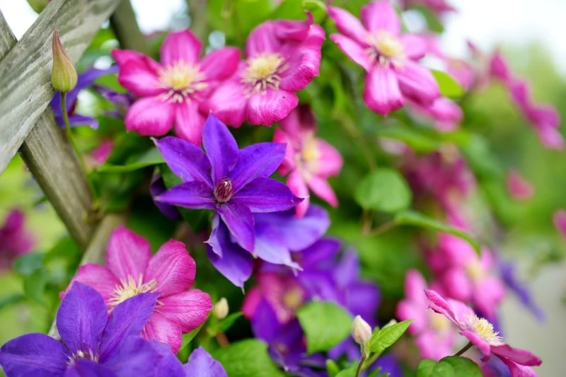 Rośliny pnące można sadzić przy płocie