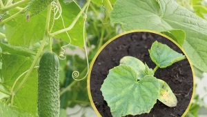 Uprawa ogórków gruntowych jest bardzo popularna. Wymagają one jednak właściwej pielęgnacji.