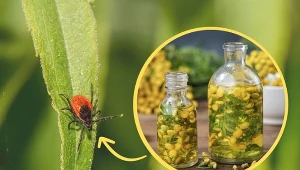 Nie czekaj, aż zaatakują cię kleszcze. Zacznij z nimi walczyć, zanim to się stanie.