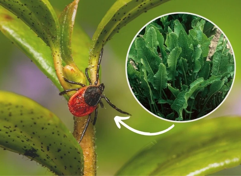Wszelkiego rodzaju opryski na kleszcze dobrze jest wykonywać w suchy, słoneczny dzień