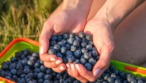 Co zrobić, by zwiększyć plony borówki amerykańskiej?