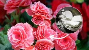 Poznaj przepis na domowy nawóz do begonii, dzięki któremu będą obficie kwitły przez całe lato.