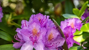 Zdarza się, że rododendron powtarza kwitnienie pod koniec lata./REPORTER