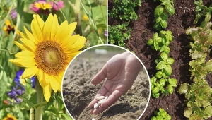 Rośliny posiane pod koniec czerwca zaczną plonować pod koniec sierpnia i będzie się można cieszyć pysznymi owocami nawet do przymrozków..