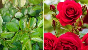 Pamiętaj o tych zabiegach, a róże zakwitną jak nigdy wcześniej.