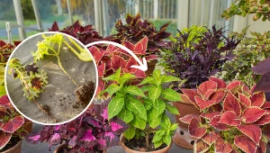 Koleusy marnieją w oczach, usychają. Jak uratować koleusa?