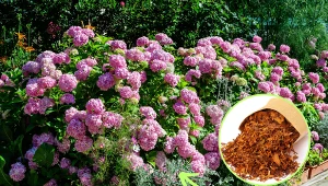 Organiczny nawóz do hortensji. Będą miały piękne kolory i pełne kwiaty