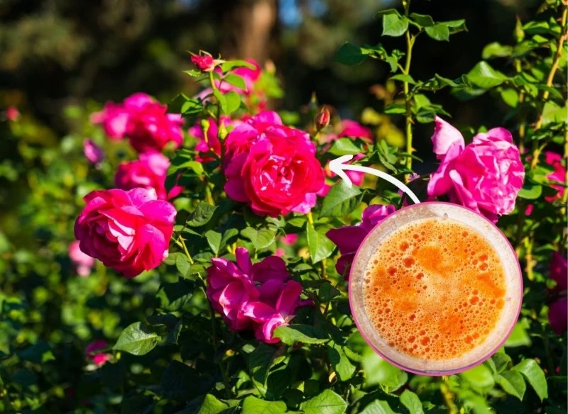 Jak pobudzić róże do wzrostu i kwitnienia