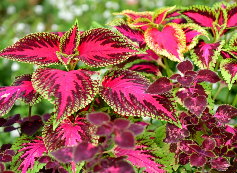 Koleusy z powodzeniem można uprawiać zarówno w pojemnikach, jak i w gruncie
