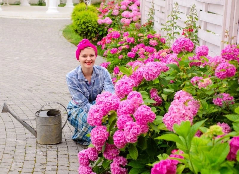 Hortensje do obfitego kwitnienia potrzebują kwaśnego podłoża i dawki nawozu