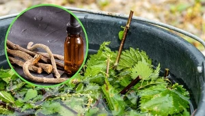 Gnojówka z pokrzywy wpływa na wzrost i owocowanie roślin. Równie dobrze działa z wywar z pokrzywy