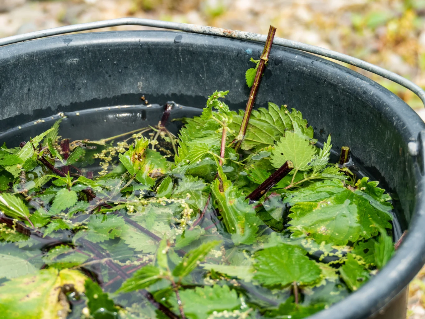 Gnojówka z pokrzywy jest łatwa do przygotowania