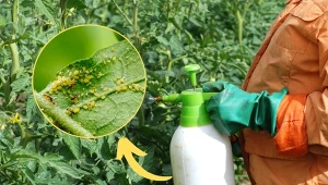 Poznaj przepis na organiczny oprysk, który pomoże pozbyć się mszyc z ogrodu.