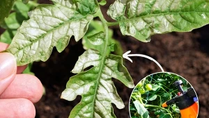 Liście pomidora mogą być blade ze względu na popełniane błędy podczas uprawy, więc przyczyn może być naprawdę wiele.