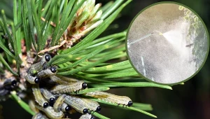 Borecznik rudy jest zagrożeniem dla sosny.