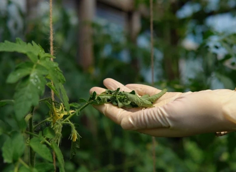 Zwijanie liści to częsty problem w uprawie pomidorów