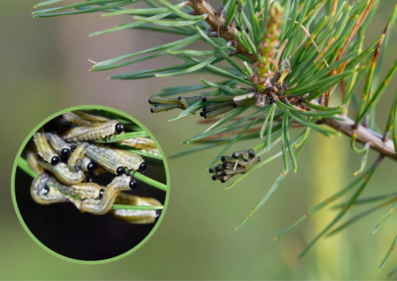 Początkowo larw borecznika rudego nie ma dużo