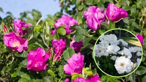 Róża pomarszczona - idealna na żywopłot obronny i konfitury. Uprawa i zastosowanie róży pomarszczonej