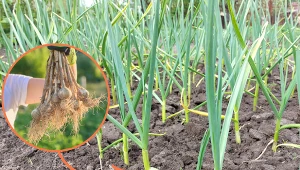 Kiedy i jak wiązać czosnek? Czy wiązanie czosnku jest konieczne?