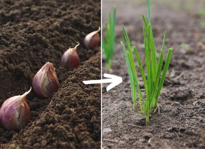 Warto pamiętać, że wielkość główek czosnku uzależniona jest przede wszystkim od wybranego gatunku i odmiany