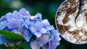 Jak zmienić kolor hortensji? Jednym ze sprawdzonych sposobów jest zastosowanie środka z apteki.