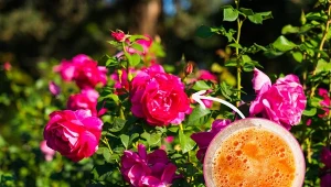 Jak pobudzić róże do wzrostu i kwitnienia? Przygotuj organiczny nawóz.