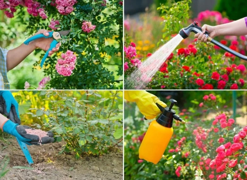 Co zrobić w czerwcu, żeby kwitnienie róż trwało jak najdłużej