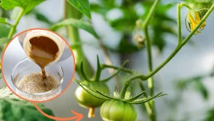 Wyjaśniamy, jak przygotoważ nawóz i oprysk z drożdży.