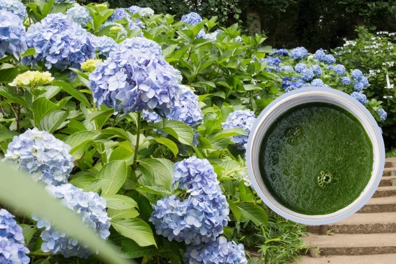 Dlaczego hortensja nie kwitnie