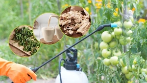 Opryski są pomocne w walce z chorobami grzybowymi i szkodnikami pomidorów.