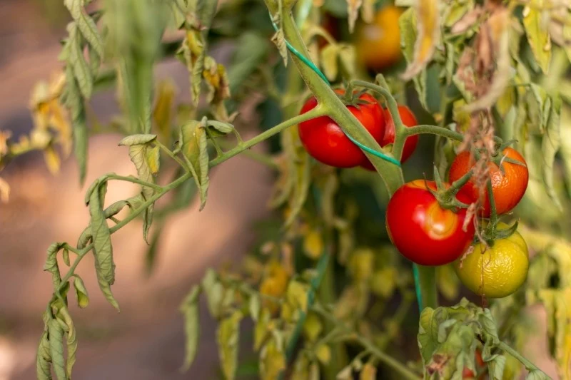 Niestety pomidory często padają ofiarą chorób