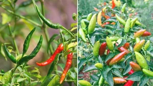 Papryczka chili może być uprawiana zarówno w ogrodzie, bezpośrednio w gruncie, jak i w doniczkach.