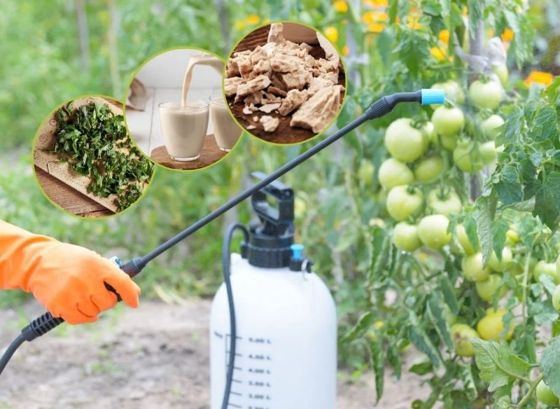 Opryski są pomocne w walce z chorobami grzybowymi i szkodnikami pomidorów